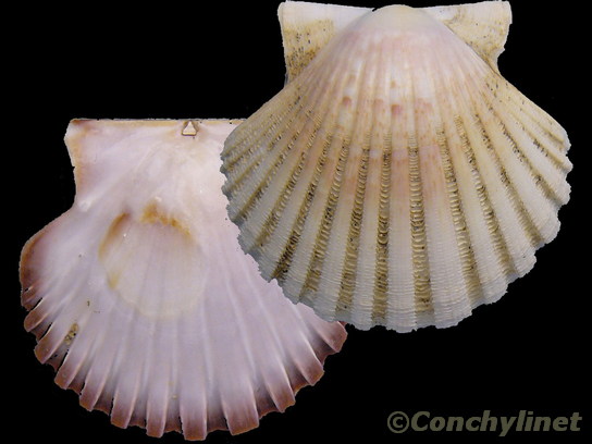 Pecten jacobaeus