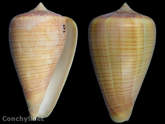 Conus figulinus