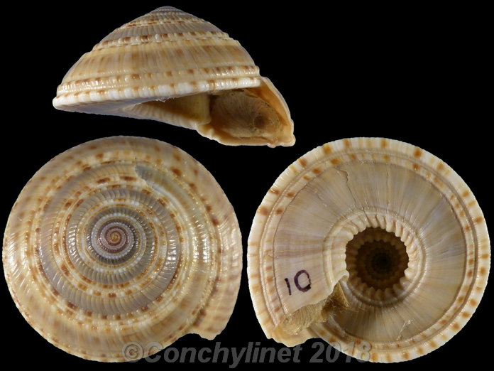 Architectonica trochlearis