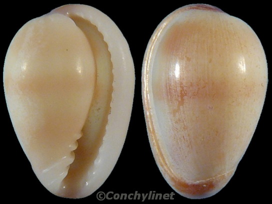 Marginella sarda