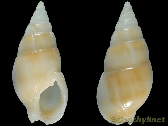 Nassarius comptus