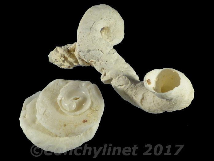Siliquaria ponderosa