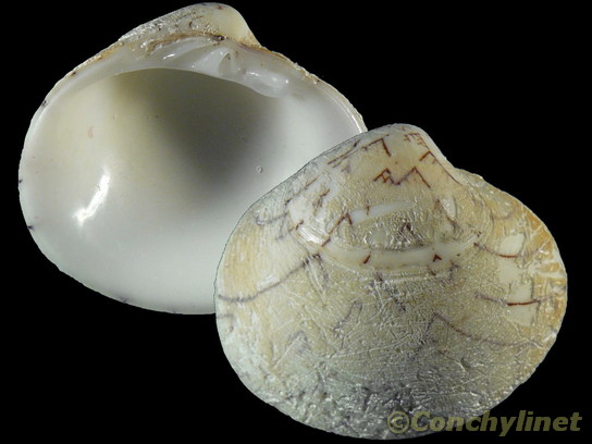 Lioconcha tigrina