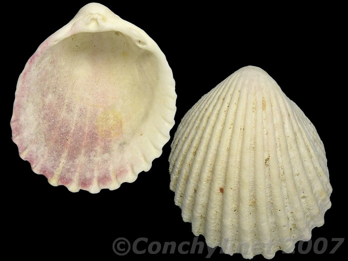 Vasticardium dupuchense