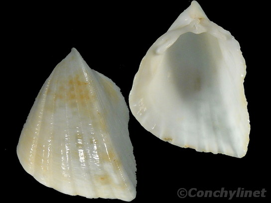 Fragum retusum
