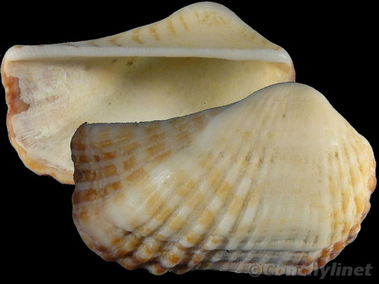 Arca navicularis