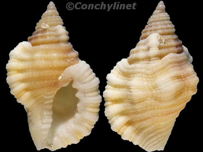 Monoplex mundus