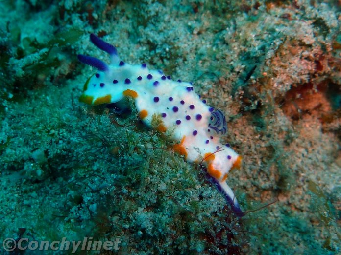 Mexichromis katalexis