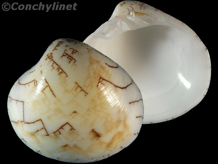 Lioconcha tigrina