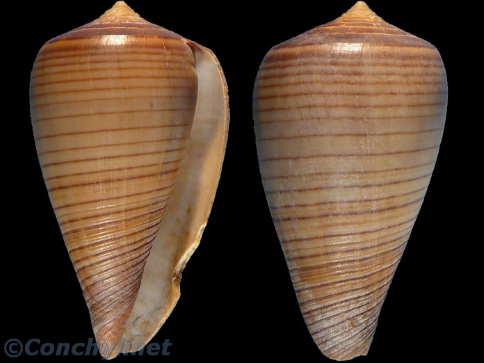 Conus figulinus