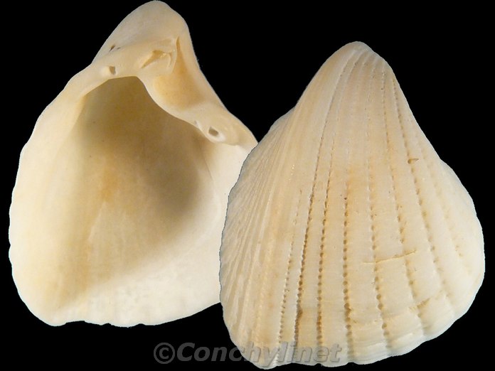 Fragum retusum