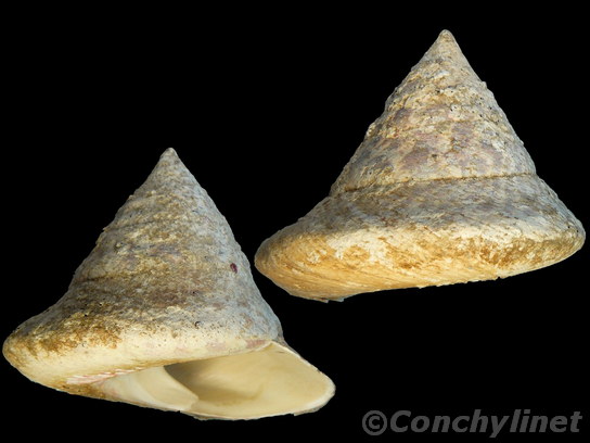 Trochus niloticus