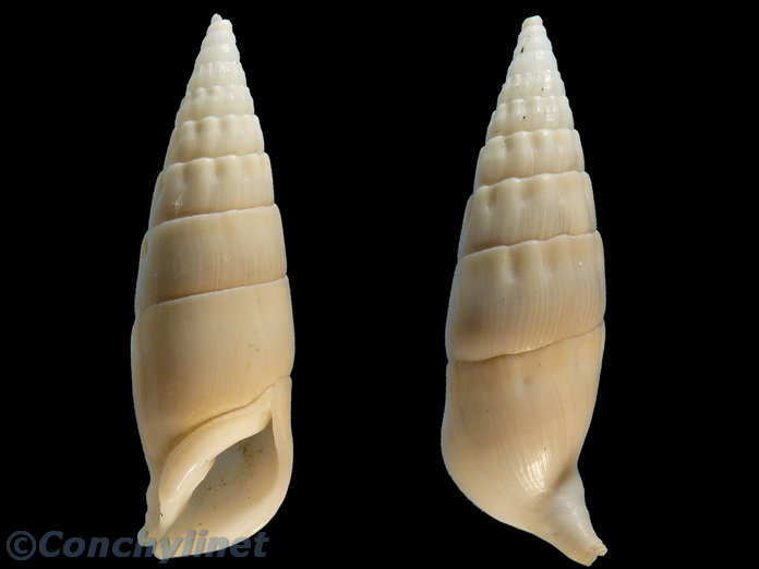Rhinoclavis vertagus
