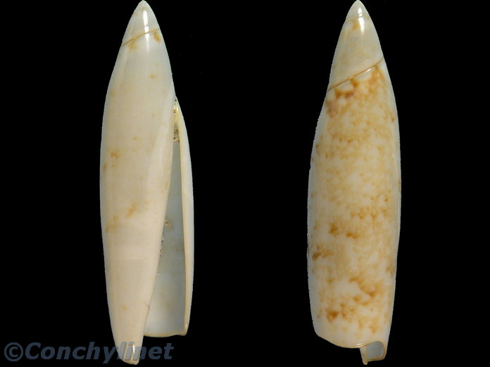 Terebellum terebellum