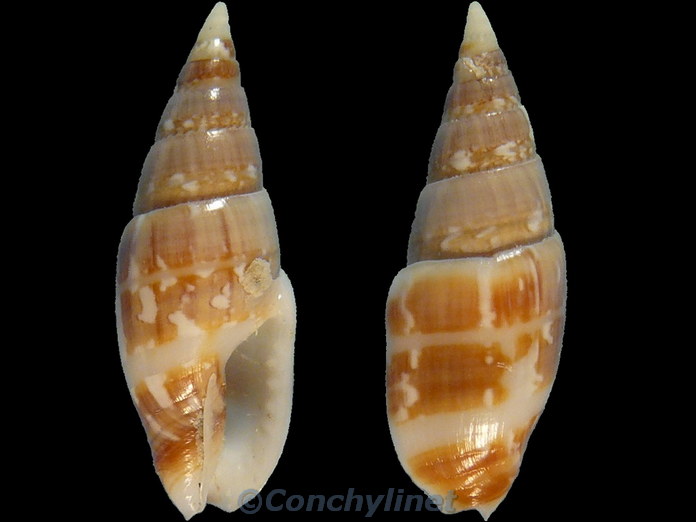 Mitrella ligula