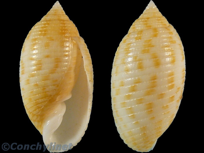 Pupa affinis