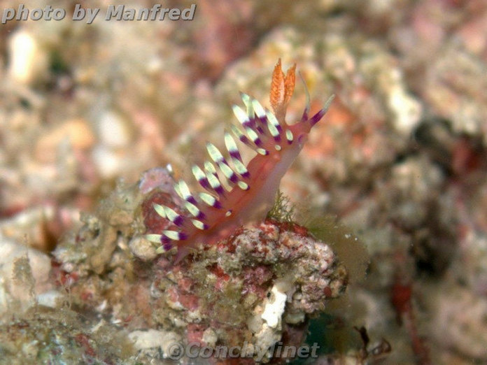 Flabellina exoptata