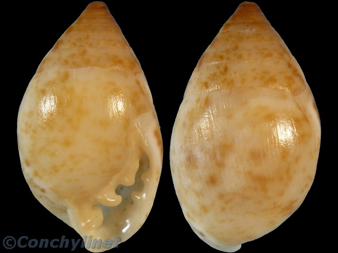 Pythia scarabaeus
