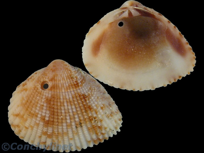 Timoclea subnodulosa