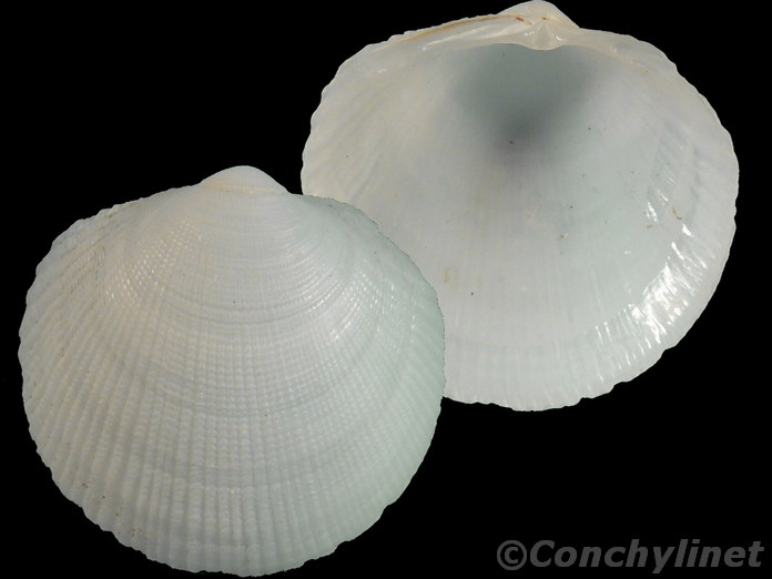 Lepidolucina odontis