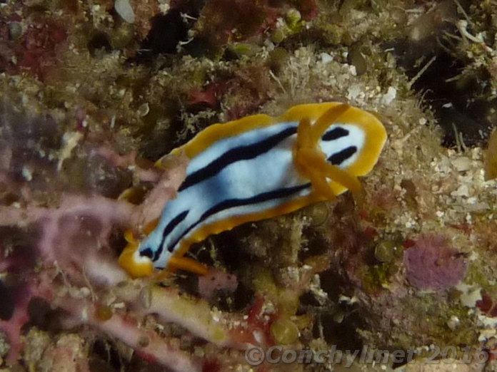 Chromodoris hamiltoni