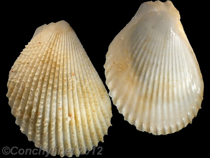 Lima vulgaris