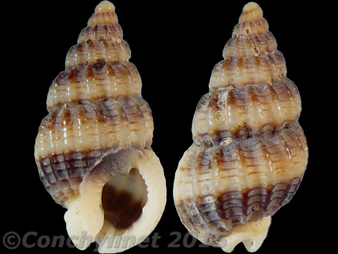 Nassarius pauperus