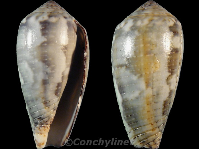 Conus monachus