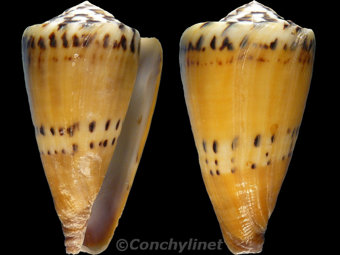 Conus mustelinus