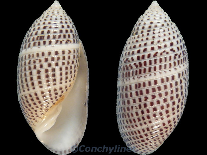 Pupa solidula