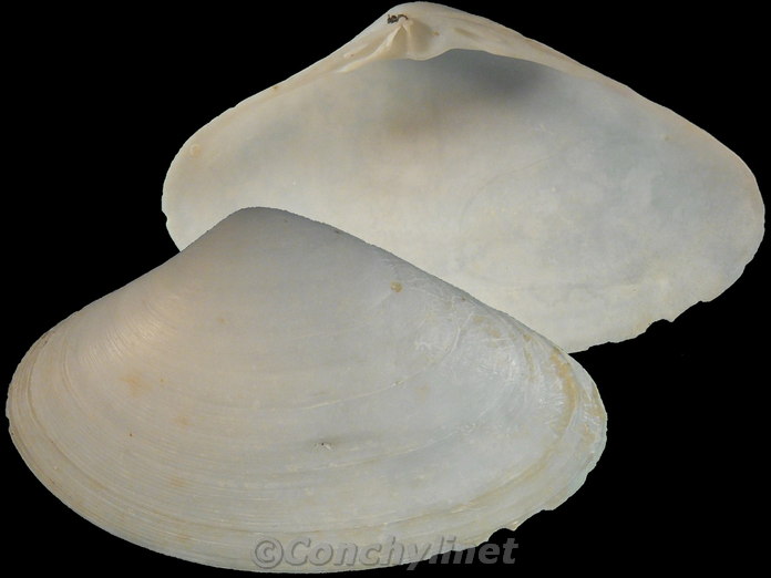 Mactrotoma depressa