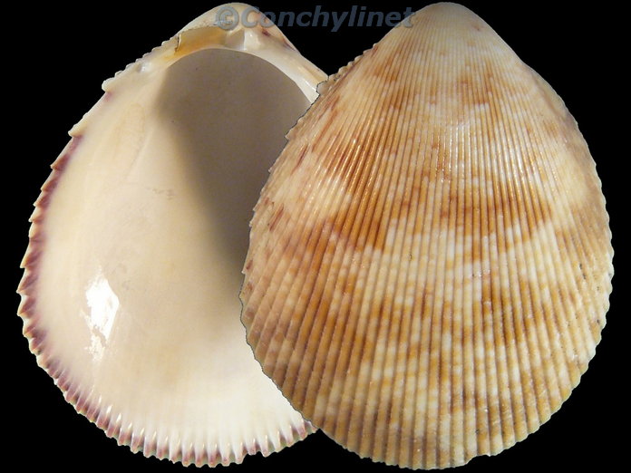 Acrosterigma maculosum