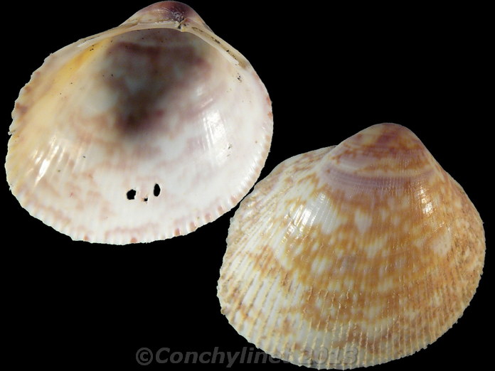 Fulvia boholensis