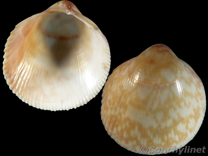 Fulvia undatopicta