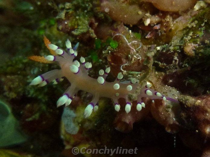Flabellina exoptata