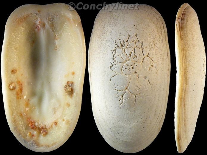 Scutus breviculus