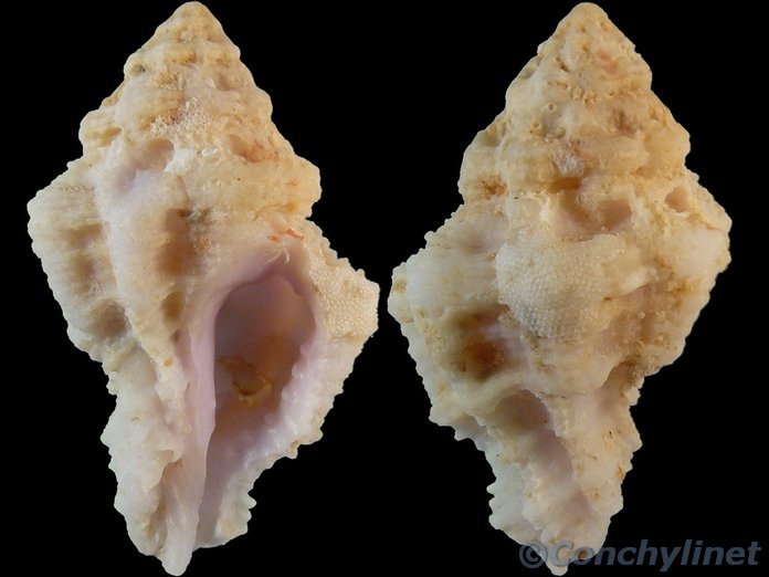 Muricodrupa fiscella