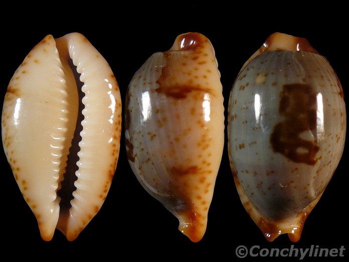 Cypraea stolida