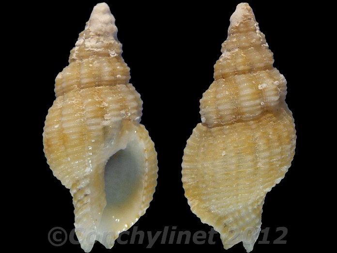 Prodotia castanea Prodotia castanea