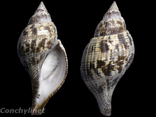 Fasciolaria tulipa