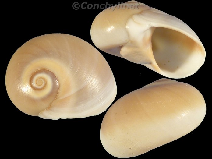 Neverita josephinia