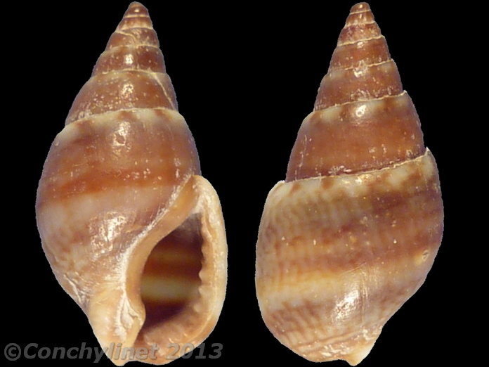 Nassarius corniculus