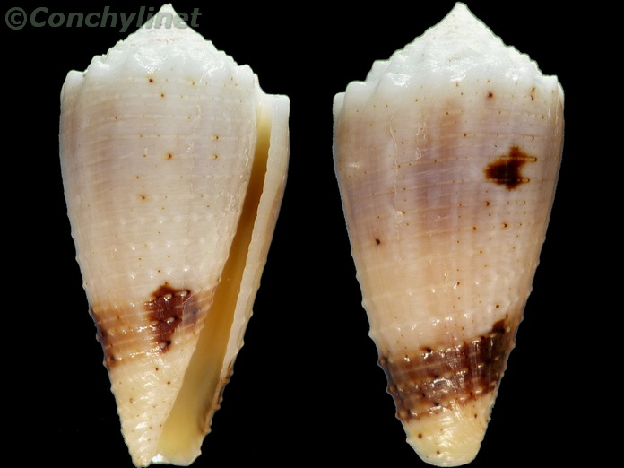 Conus varius