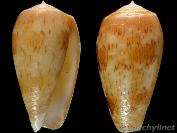 Conus julii