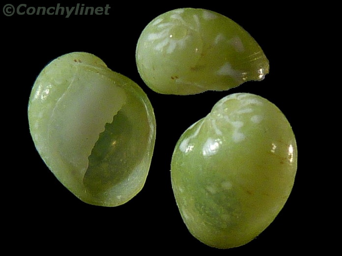 Smaragdia rangiana