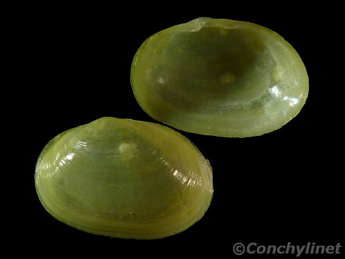 Scintilla crocea