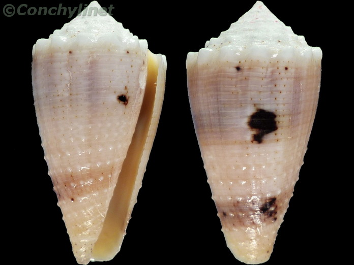 Conus varius