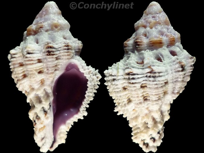Muricodrupa fiscella