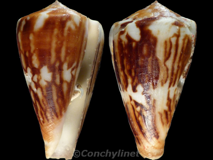 Conus vexillum