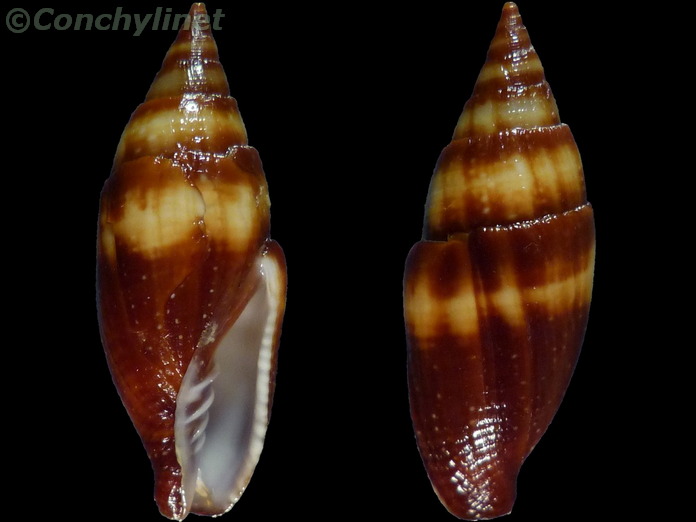 Strigatella fasciolaris